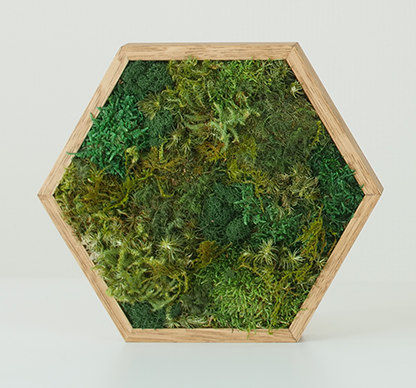 KOKE|枯れない苔アート 六角形 2Lサイズ(全3色)