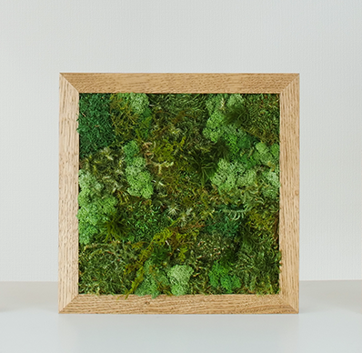 KOKE | Never-Dying Moss Art, Square, Medium Size (3 Colors Available)