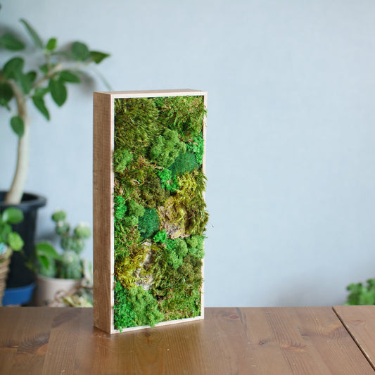 Moss Miniature Garden [Rectangular Type]